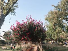 -武汉紫薇都市田园