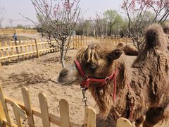 -莱阳濯村樱花园