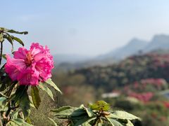 -贵州百里杜鹃风景名胜区