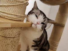 -有喵·猫咖·狗咖·30几只猫10只小狗(岗厦店)