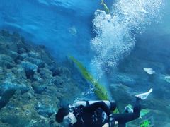 -芜湖新华联大白鲸海洋公园