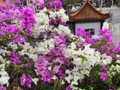 -深圳仙湖植物园