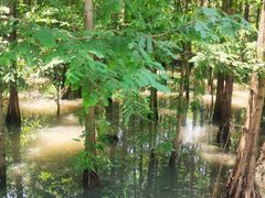 -桤木河湿地公园