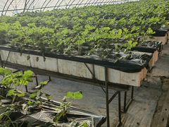 -甜心庄园·甜心草莓采摘园(西青中北店)