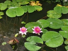 -荷塘月色湿地公园·向阳花洲