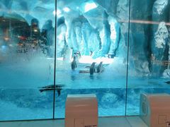 -帝企鹅自助餐厅•儿童岛•真企鹅(长隆企鹅酒店)