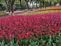 -上海鲜花港