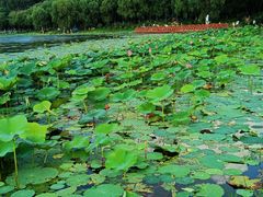 -丁香湖公园