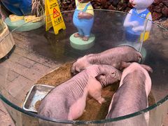 -正佳雨林生态植物园