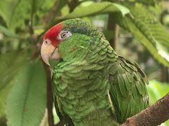 -新加坡飞禽公园