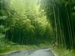 -莫干山风景区