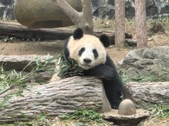 -都江堰中华大熊猫苑