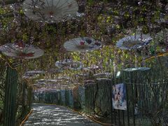 -苏州太湖国家湿地公园