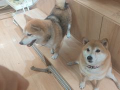 -是阿柴呀！柴犬咖啡·爱喵喵猫咖