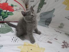 -喵zoo家庭繁育猫舍(尖东智能花园店)