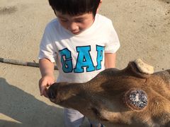 -鹿境梅花鹿生态园区