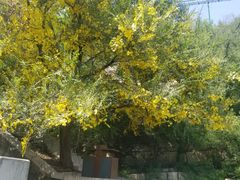 -抱犊寨风景区