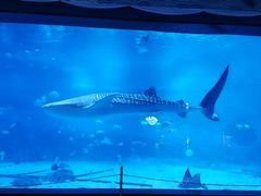 -烟台海昌鲸鲨海洋公园