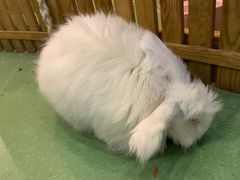 -藦茜花园宠物主题亲子互动体验馆(国顺东路店)