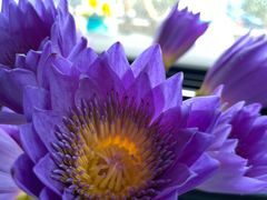 -循礼门鲜花花市(武汉循礼门店)