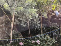 -桂林市花鸟市场