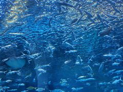-海合安成都极地海洋公园