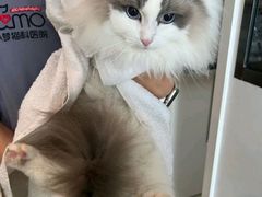 -御宝贝·A梦猫科宠物医院(国际猫友好医院)