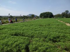 -田园东方蜜桃村的田野营地
