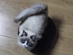 -爱洗澡的猫(望京店)