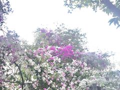 -深圳国际园林花卉博览园