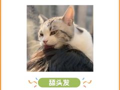 -半岛宠物医院24小时(科华中路店)