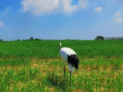 -盐城丹顶鹤湿地生态旅游区