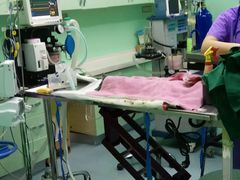 -瑞鹏宠物医院·爱宠堂·骨外专科(西荷分院)