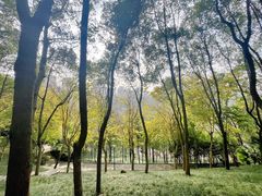 -龙头寺公园