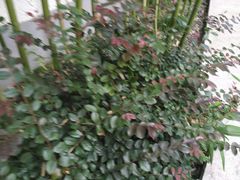 -胶囊画廊