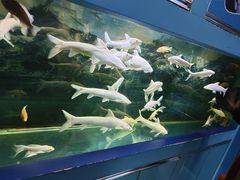 -沙沙哗啦海洋馆(华宇百花谷店)