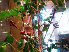 -Infica Coffee