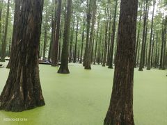 -渌洋湖湿地公园