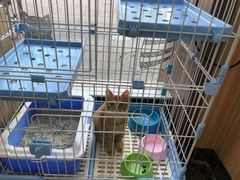 -瑞鹏宠物医院·猫科·宠保定点(梅溪湖分院)