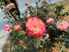 -人民公园(罗湖区)