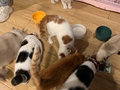 -Cappucimeow猫咪咖啡馆(韦伯时代店)
