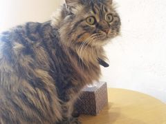 -藏猫猫咖啡主题馆(中央大道店)