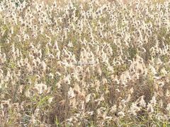 -华侨城湿地公园