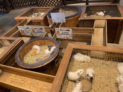 -酷嗒动物文化乐园(cutezoo西溪乐天城店)