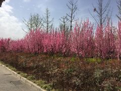 -洨河生态公园