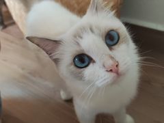-楼上猫咖(罗湖店)