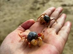-北海金海湾红树林生态旅游区