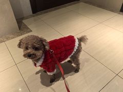 -天宠宠物医院24小时·急重症诊疗中心·全科·腔镜特色(和平分院)