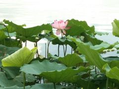 -飞来湖湿地公园