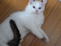 -达爱动物医院·犬猫分区·CT·复杂眼科(远洋山水分院)